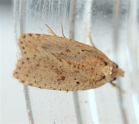 Agonopterix Assimilella Dusted Flat Body Norfolk Micro Moths The