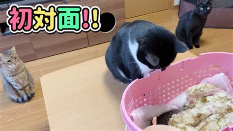 【感動】子猫と先住猫を初めて会わせてみました♪【保護猫】【初対面】 Youtube