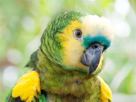 Cute Green Parrot Animals Other Hd Desktop Wallpaper