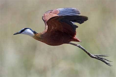 Premium Photo African Jacana Actophilornis Africanus