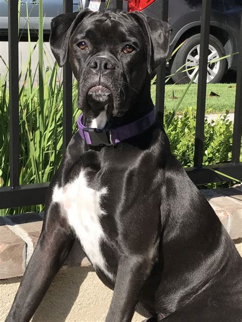 Black Boxer suntanning | Black boxer puppies, White boxer dogs, Black ...