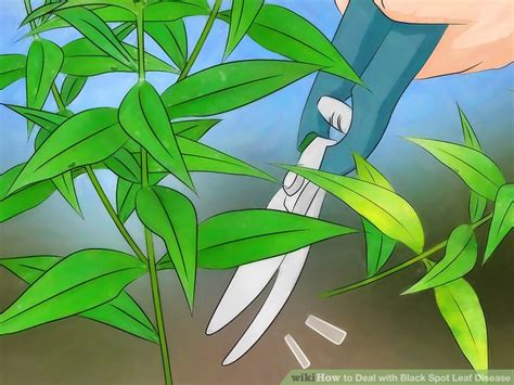 3 Ways to Deal with Black Spot Leaf Disease - wikiHow