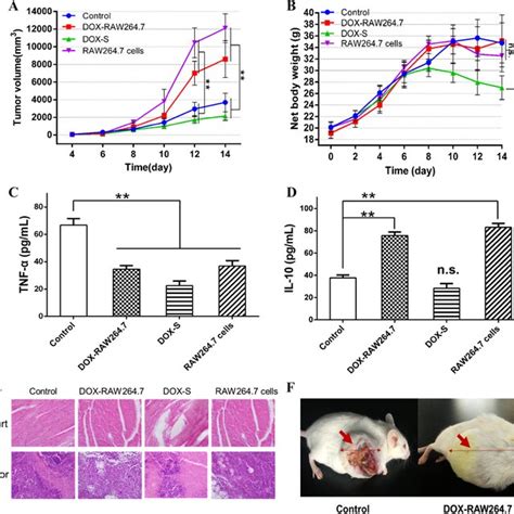 In Vivo Bio Distribution Of RAW264 7 Cells In Tumor Bearing Mice