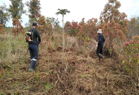 Betahita Melihat Guna Restorasi Hutan Di Taman Nasional Way Kambas