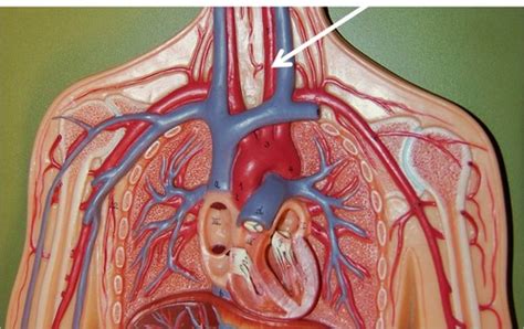 Lab Practical Arteries And Veins Flashcards Quizlet