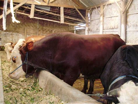 desa sumberdalem kelompok ternak sapi sumber rahayu