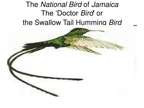 Jamaican National Bird