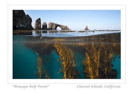 anacapa kelp forest  notecard latitudes gallery