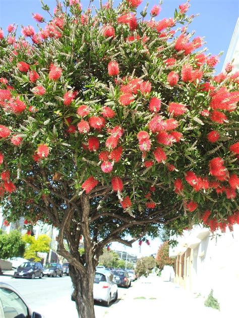 Bottle Brush Tree Flowering Trees Bottle Brush Trees Trees To Plant