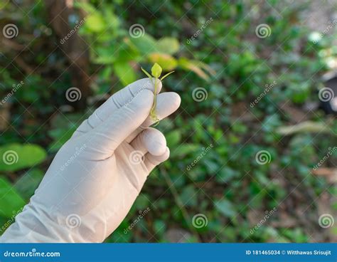 Conceptos De Cultivo Vegetal Pruebas Gen Ticas De Plantas En Parcelas