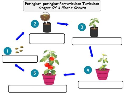 Plant Science, Parts Of A Plant, Plants Online, Home Learning, Plant ...