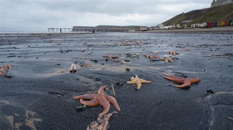 Marine Heatwaves ‘catastrophic For Ocean Life Say Scientists