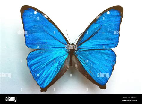 Aega Morpho Hi Res Stock Photography And Images Alamy