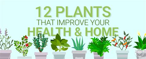 Plants That Improve Your Health And Home Infographic Ecogreenlove