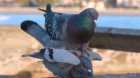 Lnwtv Pigeons Use My Fence For Sex Youtube