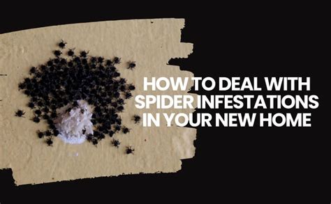 Niagara Pest Removal How To Deal With Spider Infestations In Your New Home