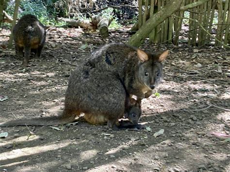 Tasmanian Devil Unzoo: The Best Place to See Tasmania's Wildlife