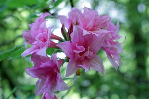 Rhododendron Aida Rustica Hybride Bg Meise Ruud De Block Flickr