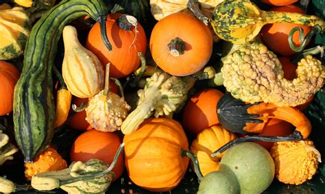 Free Images Fruit Food Produce Vegetable Autumn Pumpkin Yellow