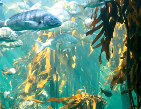 Forests Of The Ocean Fascinating Facts About Kelp