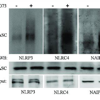 Co Immunoprecipitation Assay Figure Showing Interaction Of Nlrp