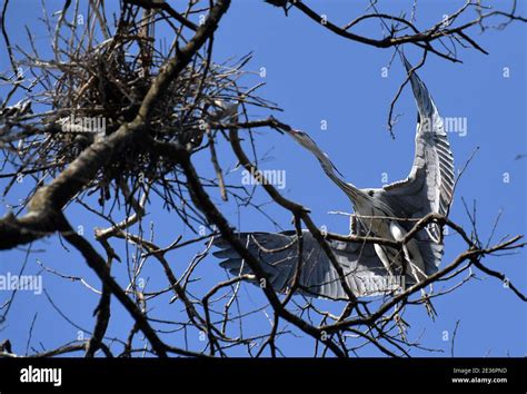 Duchang Chinas Jiangxi Province 13th Jan 2021 A Heron Is Seen In