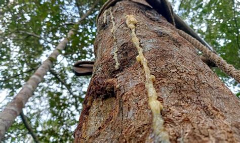 Kisah Masyarakat Adat Desa Simardangiang Terima SK Pengakuan Dan