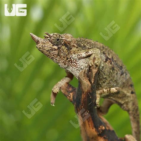 Juvenile Rainbow Jacksons Chameleon For Sale Underground Reptiles