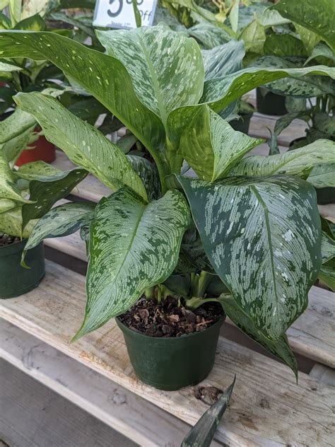 Dieffenbachia ‘assorted 6 Inch Pot Wilsons Garden Center