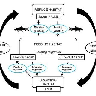 Schematic Representation Of Fish Migration Illustrating Movements