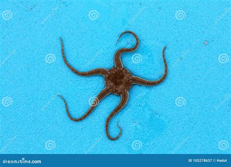 Bright Serpent Star Ophiura Albida Stock Image - Image of salt, star ...