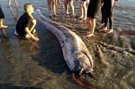 Muncul Hewan Laut Berbentuk Aneh Dari Laut Dalam Dipercaya Ikan