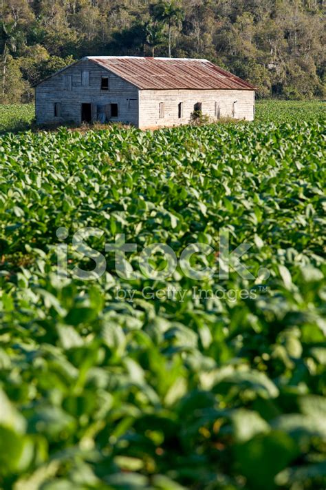 Tobacco's Farm Stock Photo | Royalty-Free | FreeImages