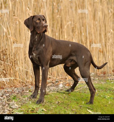 GSP male solid liver Stock Photo - Alamy