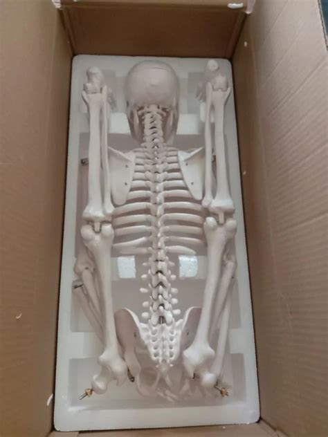 PVC Human Skeleton Model At 5500 In New Delhi ID 2852887814873