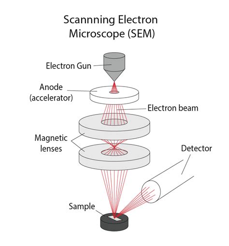 Scanning Electron Microscope Ray Diagram