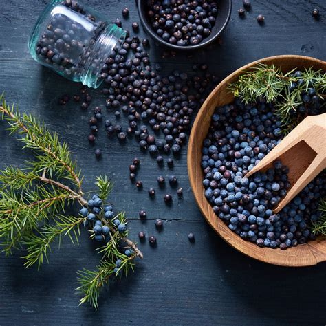 Purple Gin Magic: Conniption Kinship. Vibrant Transformation.