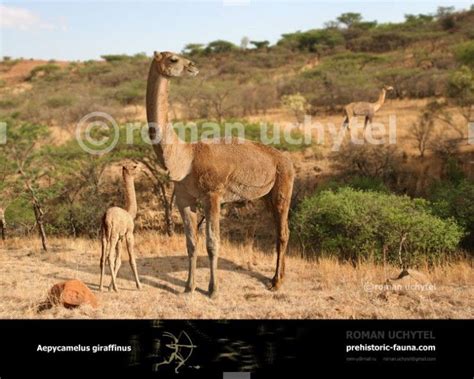 Aepycamelus giraffinus in 2021 | Prehistoric animals, Extinct animals, Prehistoric world