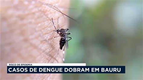 Casos De Dengue Dobram Em Bauru