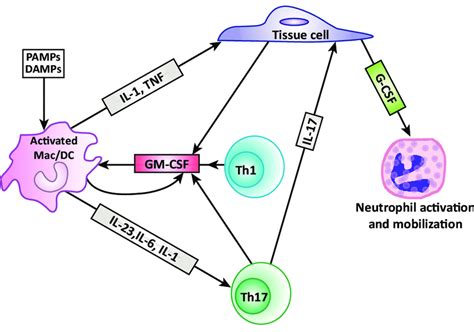 Proposed Granulocyte Macrophage Colony Stimulating Factor Gm Csf And