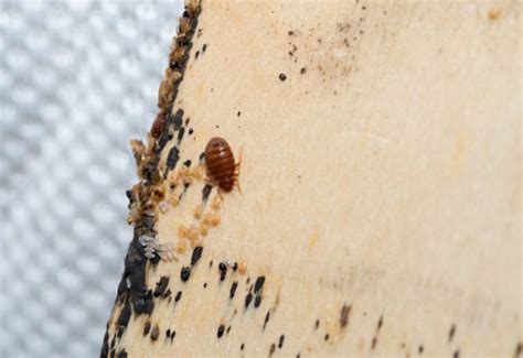 Baby Bed Bugs (Nymphs): Facts, Colors, Sizes, Bites, and How to Identify