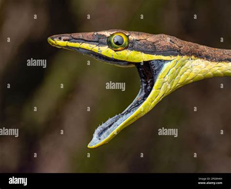 A Closeup Of A Snake Revealed Through A Mouth Open Wide Showcasing Its