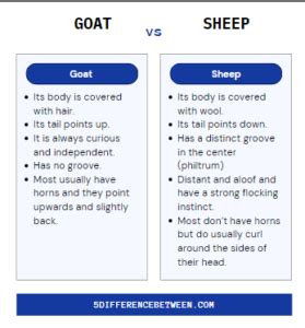 Difference Between Goat And Sheep Difference Between