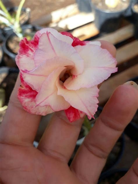 Pin De Jucilene Vieira Barros Em Rosa Do Deserto Adenium Obesum