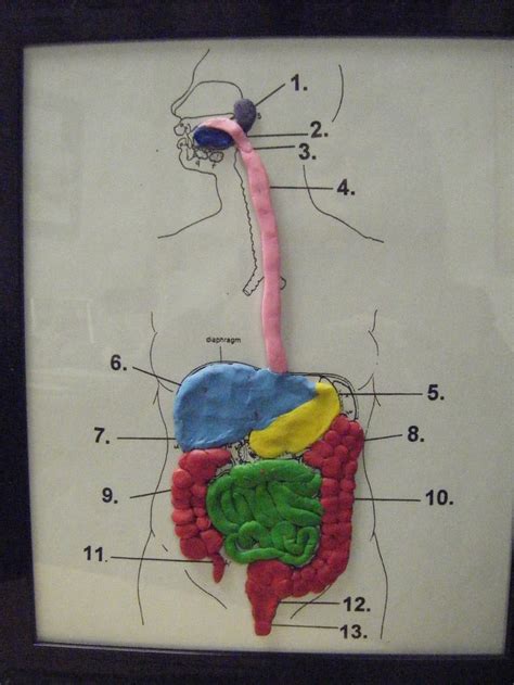 Digestive System 3d Model Ideas