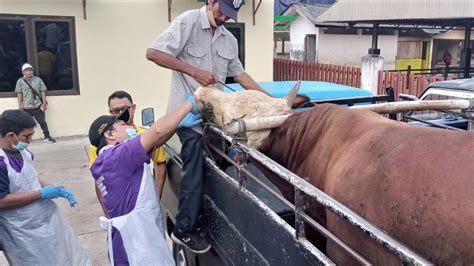 Cegah PMK Dispertanikab Kab Semarang Lakukan Skrining Di Pasar Hewan