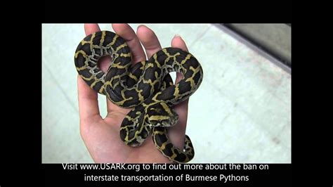 Baby Burmese Pythons California Sales Only Youtube