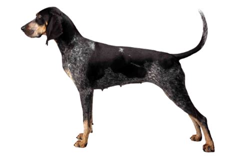 Bluetick Coonhound Dog Breed Info, Size, Price, Height | Petlur