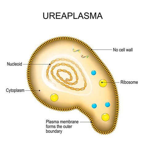 What Is Ureaplasma Urealyticum Std Center Ny