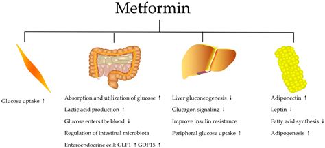 Action Mechanism of Metformin and Its Application in Hematological